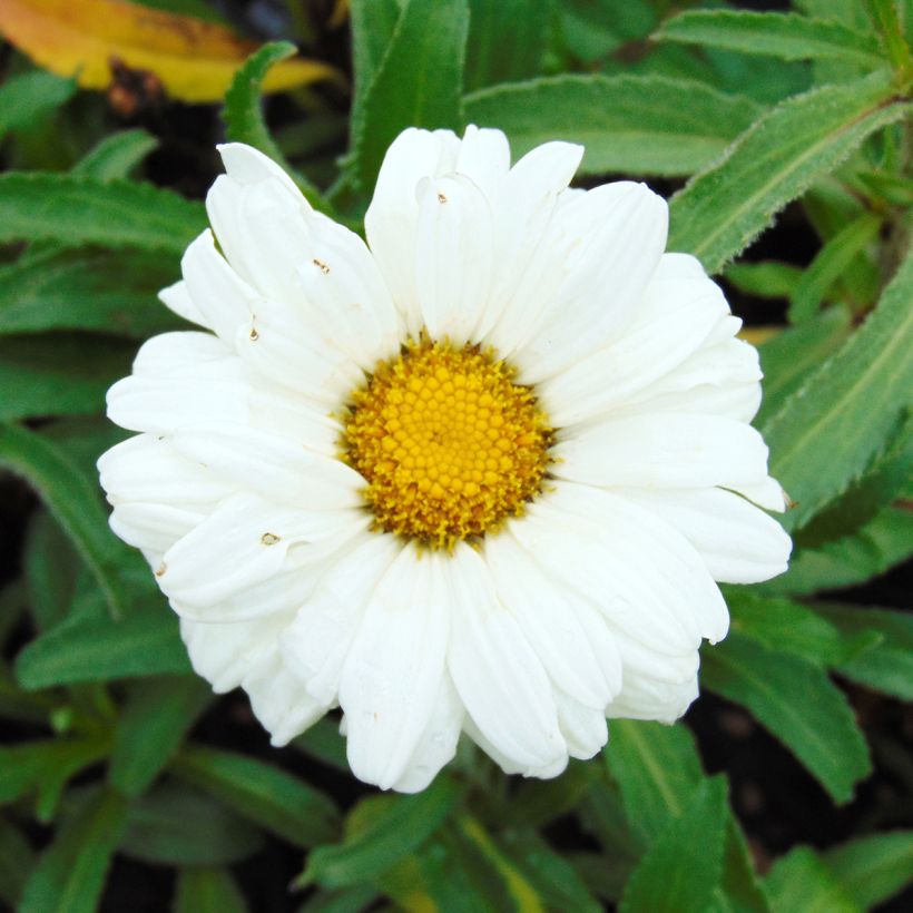 Großblumige Margerite Victorian Secret - Leucanthemum (Flowering)