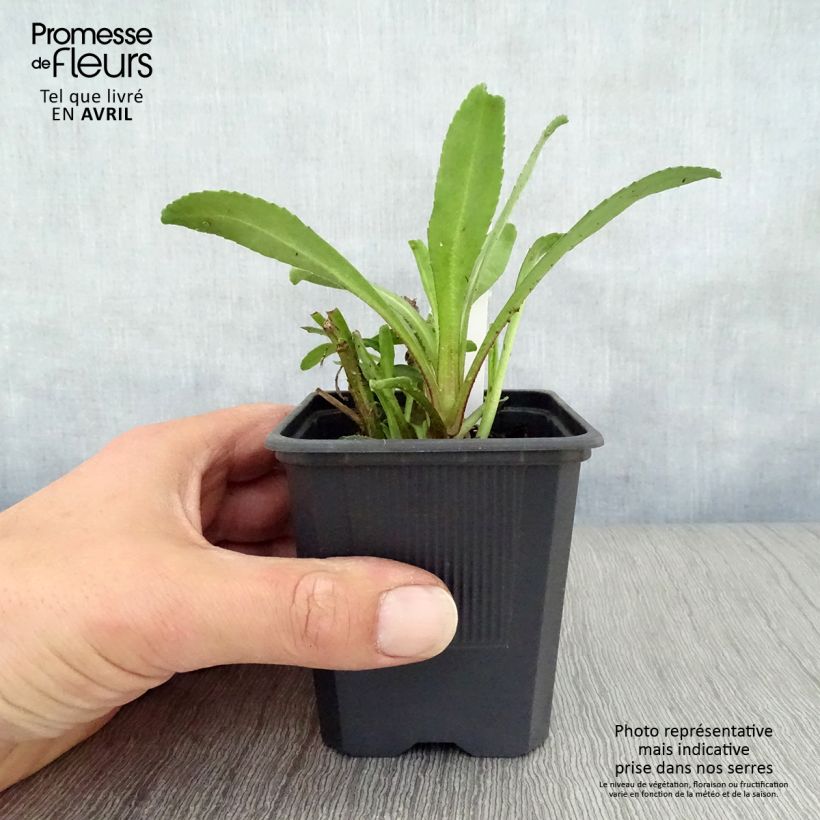 Example of Großblumige Margerite Victorian Secret - Leucanthemum Kleine Töpfe von 8/9 cm as you get in printemps