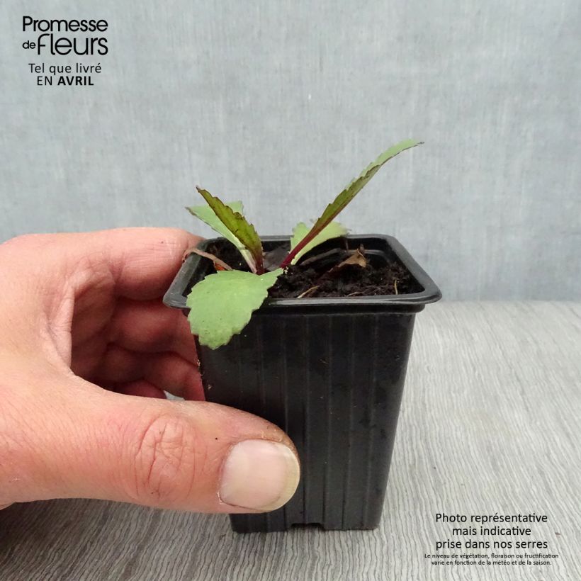 Exemplar von Großblumige Margerite Etoile d'Anvers - Leucanthemum Kleine Töpfe von 7/8 cm wie im Frühjahr geliefert