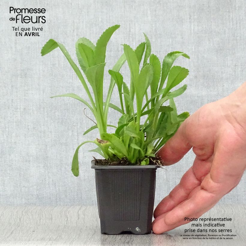 Exemplar von Großblumige Margerite Becky - Leucanthemum Kleine Töpfe von 8/9 cm wie im Frühjahr geliefert