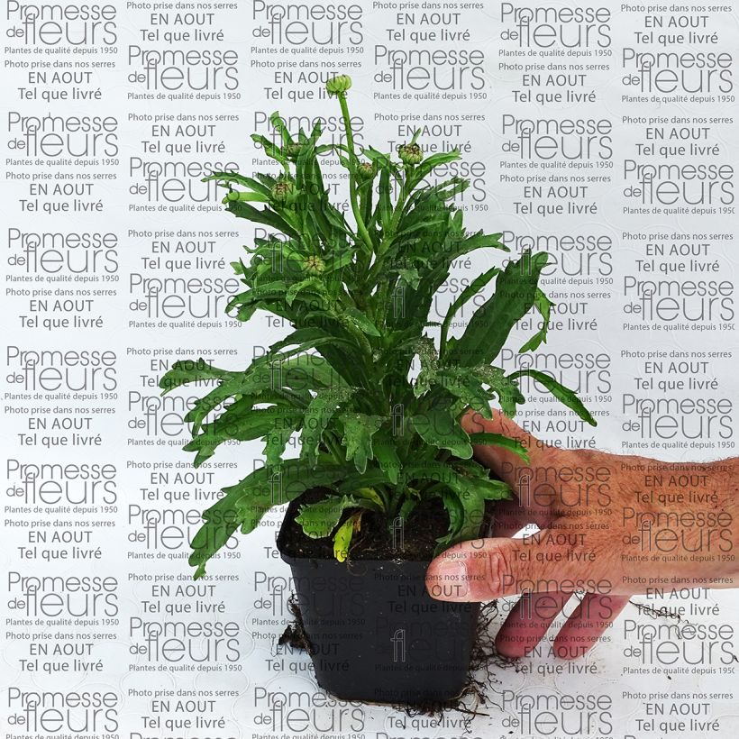 Beispiel eines Exemplars von Großblumige Margerite Engelina - Leucanthemum Kleine Töpfe von 8/9 cm wie geliefert