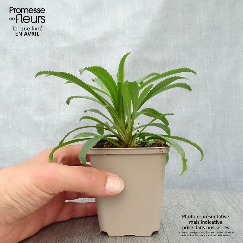 Exemplar von Großblumige Margerite Goldfinch - Leucanthemum Kleine Töpfe von 8/9 cm wie im Frühjahr geliefert