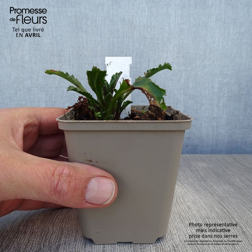 Example of Großblumige Margerite Real Galaxy - Leucanthemum Kleine Töpfe von 8/9 cm as you get in printemps