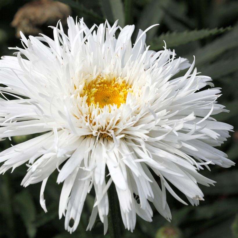 Großblumige Margerite Snehurka - Leucanthemum (Flowering)
