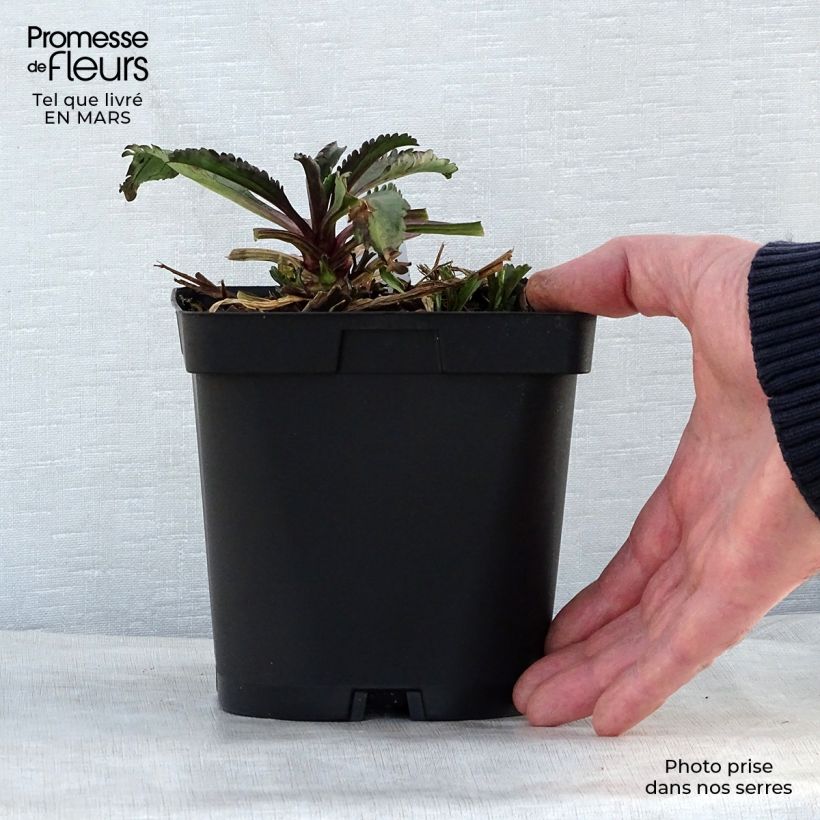 Example of Großblumige Margerite Wirral Supreme - Leucanthemum Topf mit 2L/3L as you get in printemps