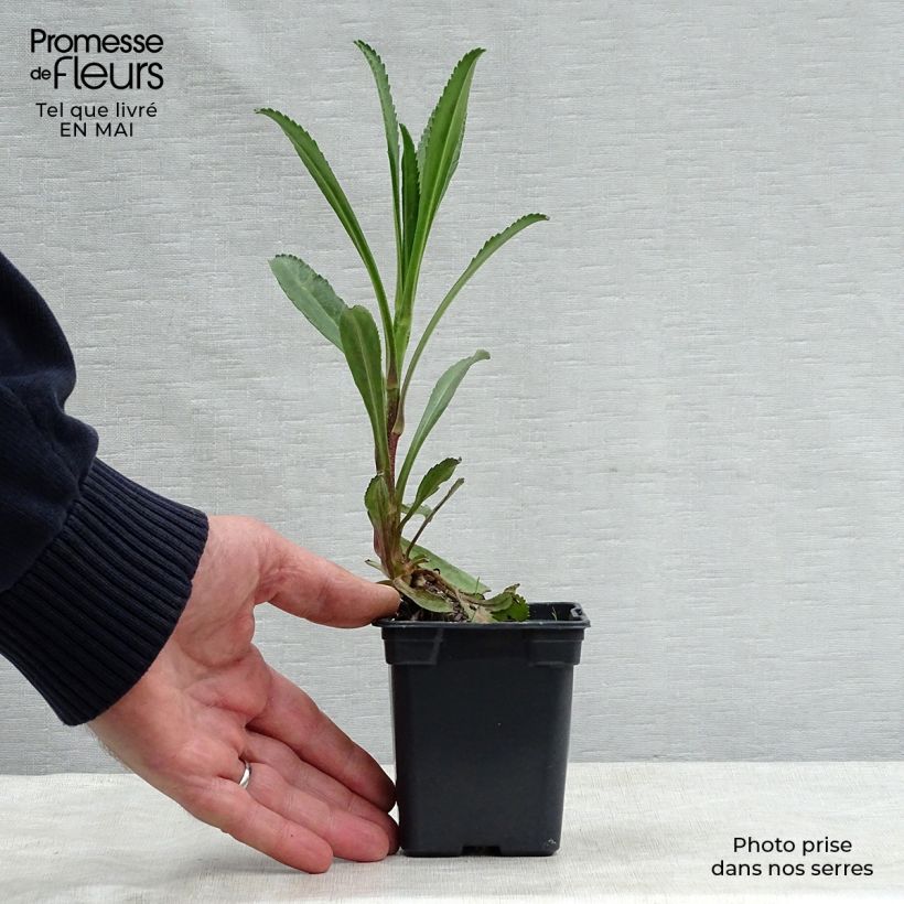 Example of Großblumige Margerite Wirral Supreme - Leucanthemum Kleine Töpfe von 7/8 cm as you get in printemps