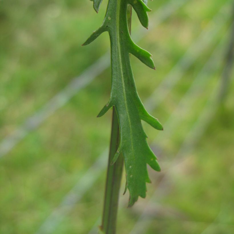 Magerwiesen-Margerite - Leucanthemum vulgare (Foliage)