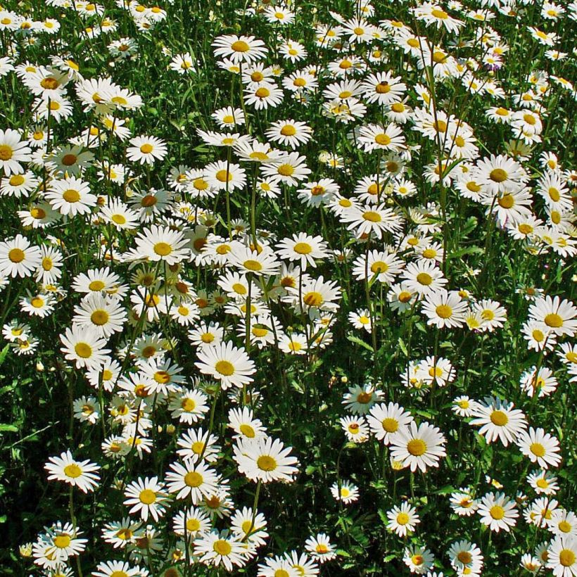 Magerwiesen-Margerite - Leucanthemum vulgare (Flowering)