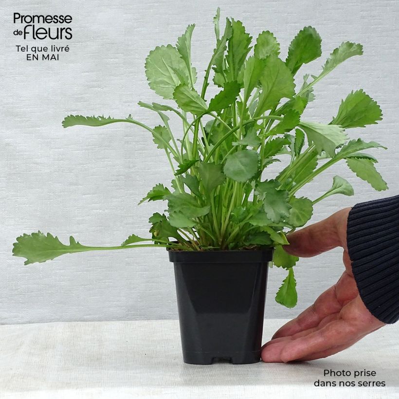 Example of Magerwiesen-Margerite - Leucanthemum vulgare Kleine Töpfe von 8/9 cm as you get in printemps