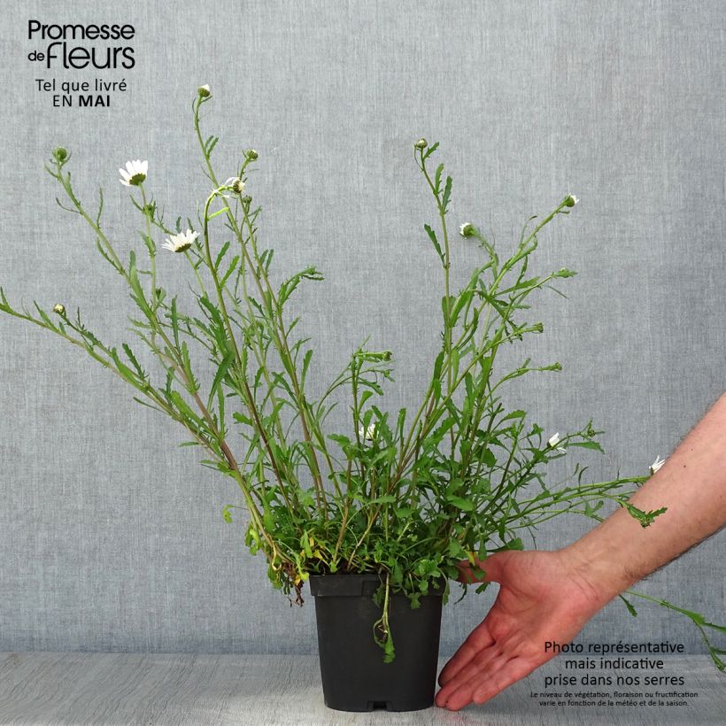 Example of Magerwiesen-Margerite - Leucanthemum vulgare Topf mit 2L/3L as you get in printemps