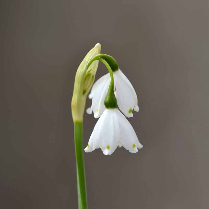 Leucojum aestivum Bridesmaid - Sommer-Knotenblume (Blüte)