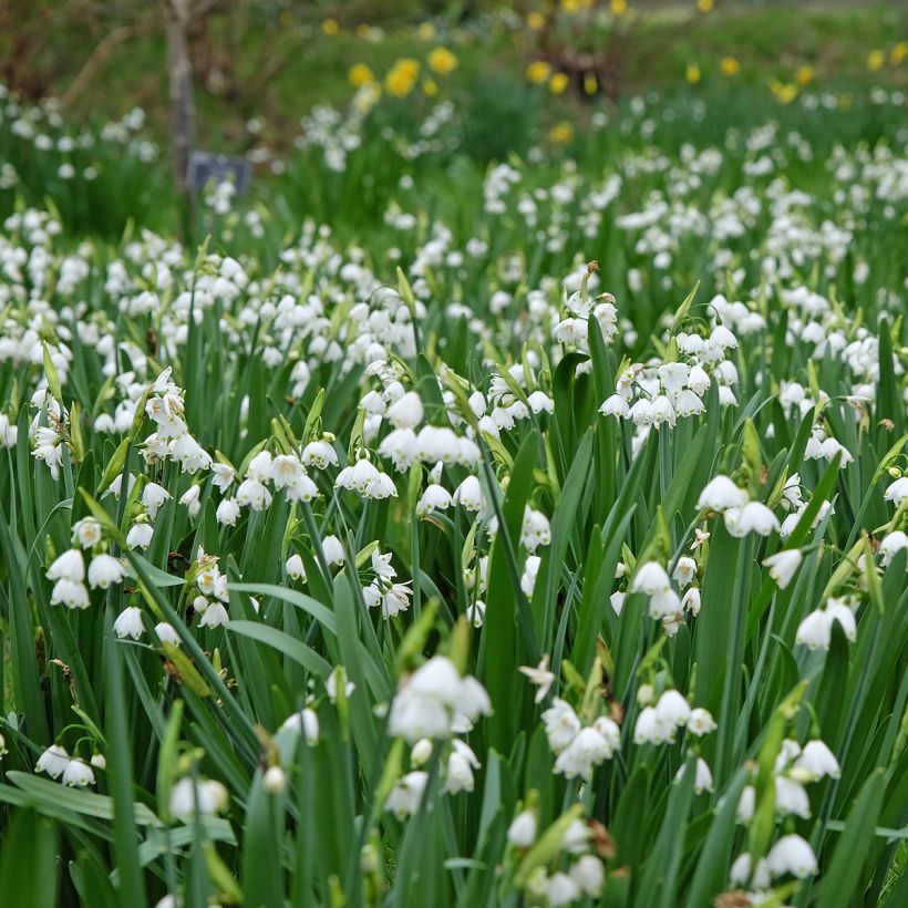 Leucojum aestivum Bridesmaid - Sommer-Knotenblume (Wuchs)