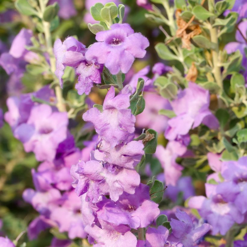 Leucophyllum langmaniae - Texas-Silberblatt (Blüte)