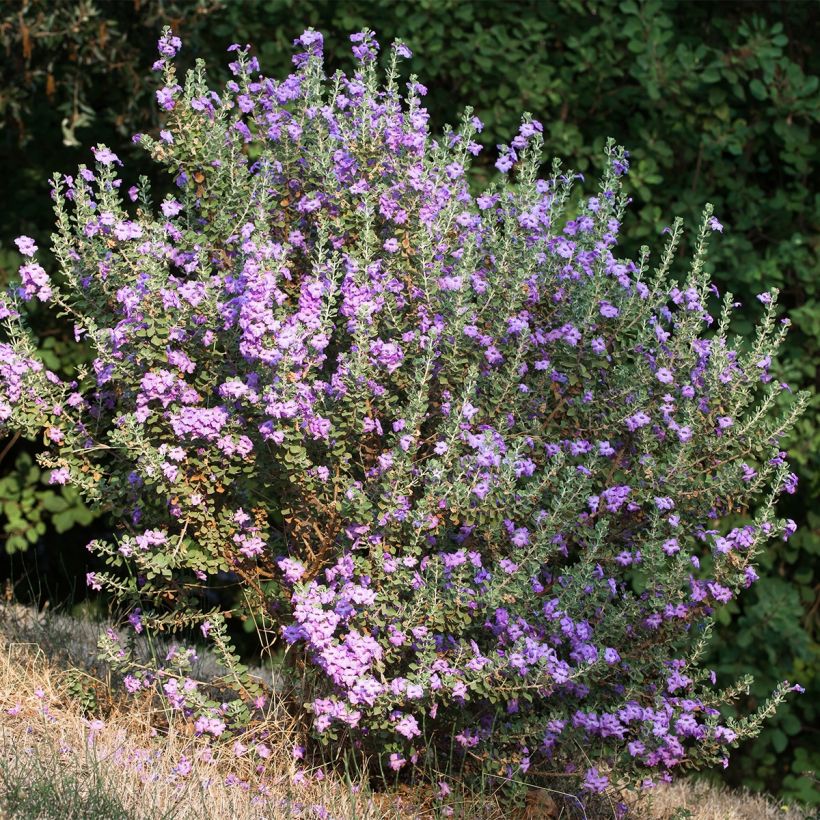 Leucophyllum langmaniae - Texas-Silberblatt (Wuchs)
