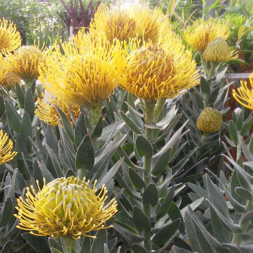 Leucospermum Copper Carnival - Gärtnerprotee (Blüte)