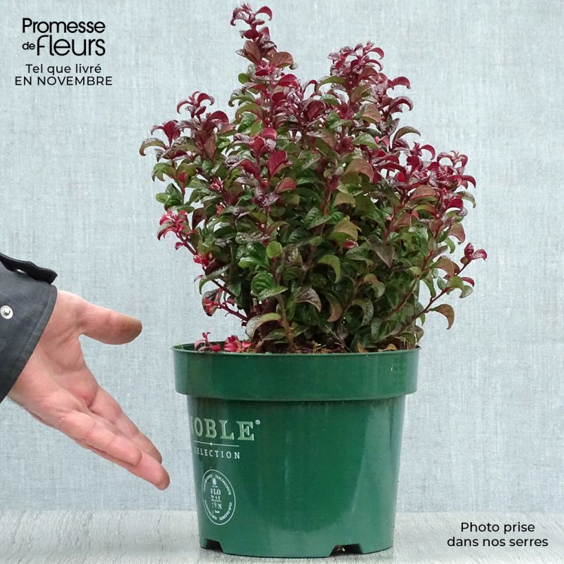 Exemplar von Traubenheide Twisting Red - Leucothoe axillaris Topf mit 3L/4L wie im Herbst geliefert