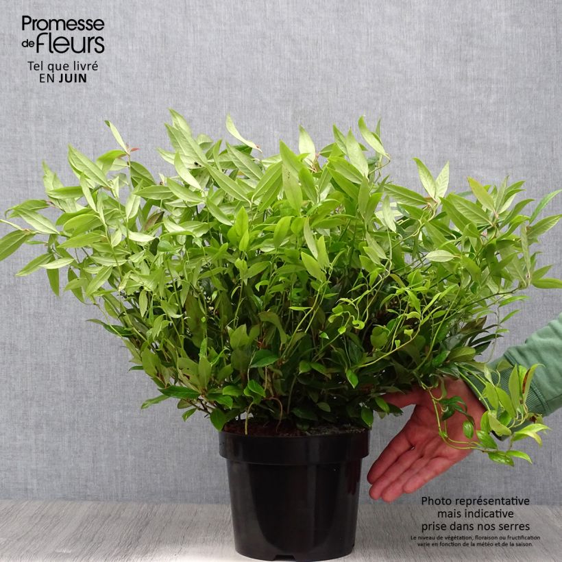 Exemplar von Traubenheide Scarletta - Leucothoe fontanesiana Topf mit 2L/3L wie im Sommer geliefert