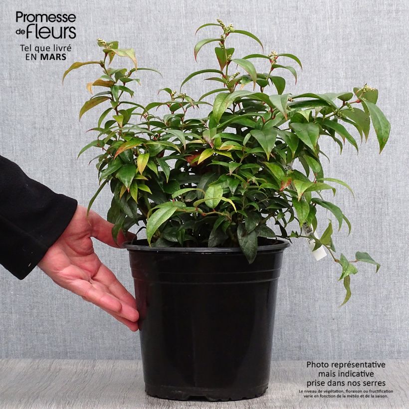 Exemplar von Traubenheide Dark Diamond - Leucothoe fontanesiana Topf mit 4L/5L wie im Frühjahr geliefert