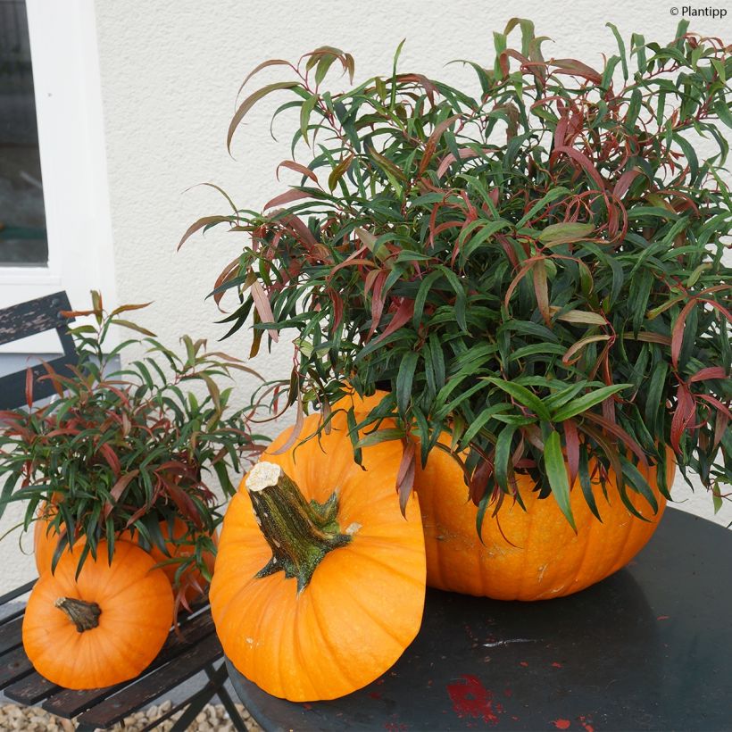 Traubenheide Halloween - Leucothoe keiskei (Wuchs)