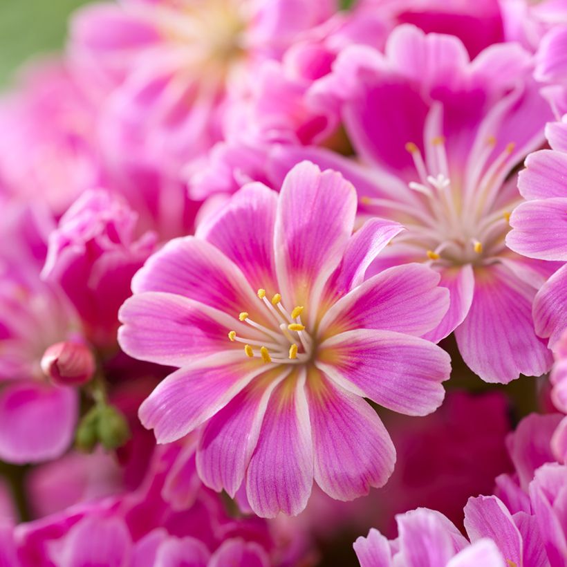 Lewisia Safira Tropic Pink (Blüte)