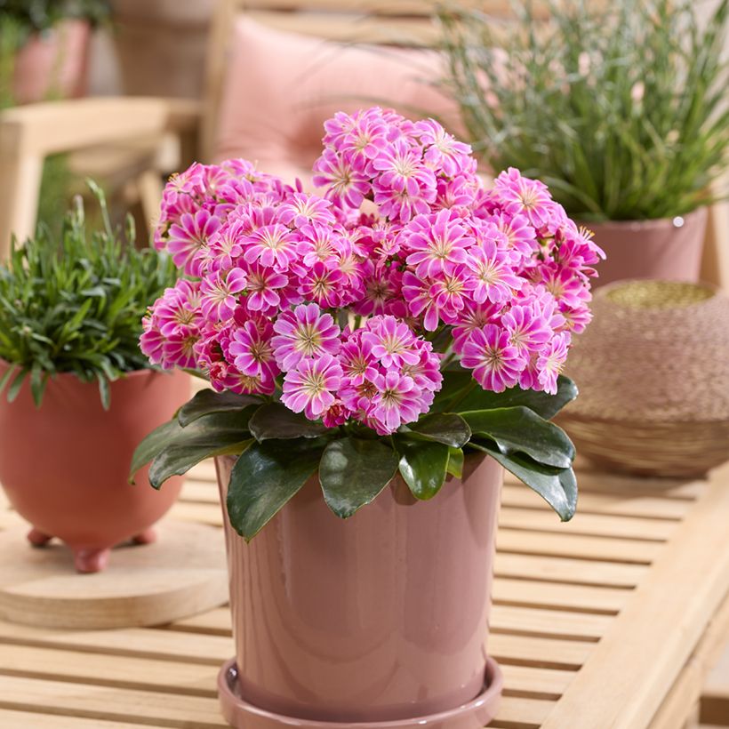 Lewisia Safira Tropic Pink (Wuchs)