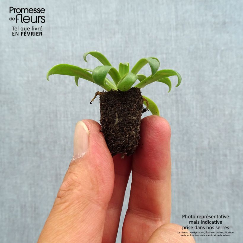 Example of Lewisia cotyledon Golden Yellow - Bitterwurz Mini-Plug Ø 1,5/2,5 cm as you get in automne