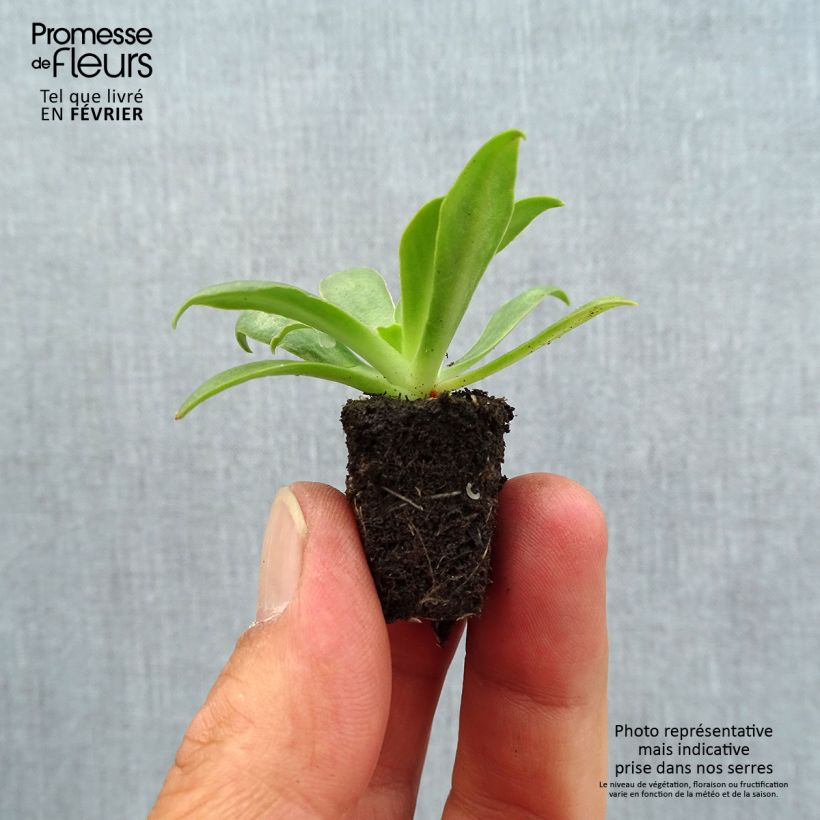 Example of Lewisia cotyledon Ultra Violet - Bitterwurz Mini-Plug Ø 1,5/2,5 cm as you get in automne