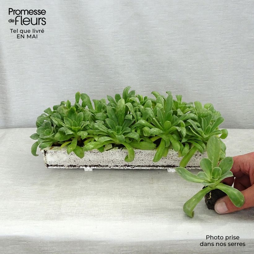 Example of Lewisia cotyledon Elise Mix - Bitterwurz Mini-Plug Ø 1,5/2,5 cm as you get in printemps