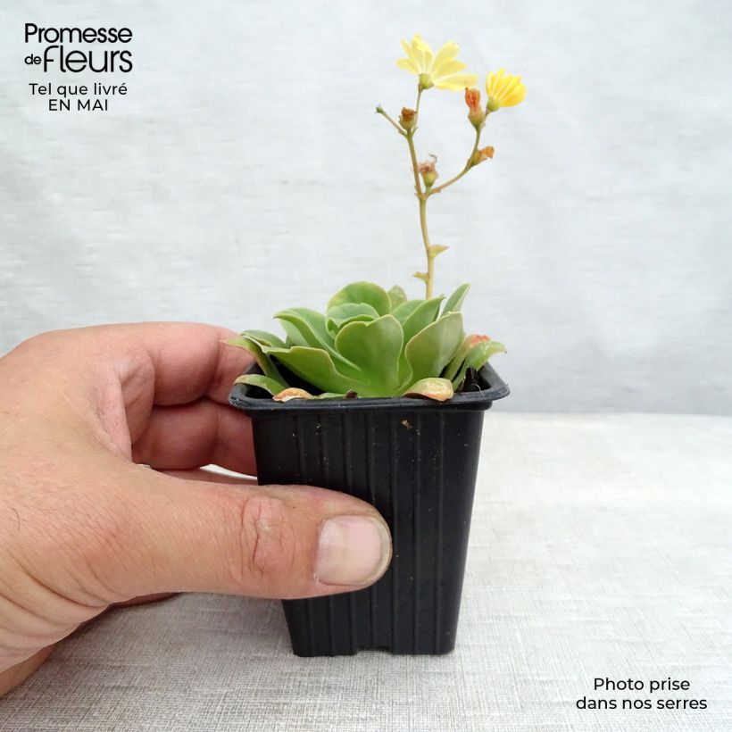 Example of Lewisia cotyledon Mix - Bitterwurz Kleine Töpfe von 7/8 cm as you get in printemps