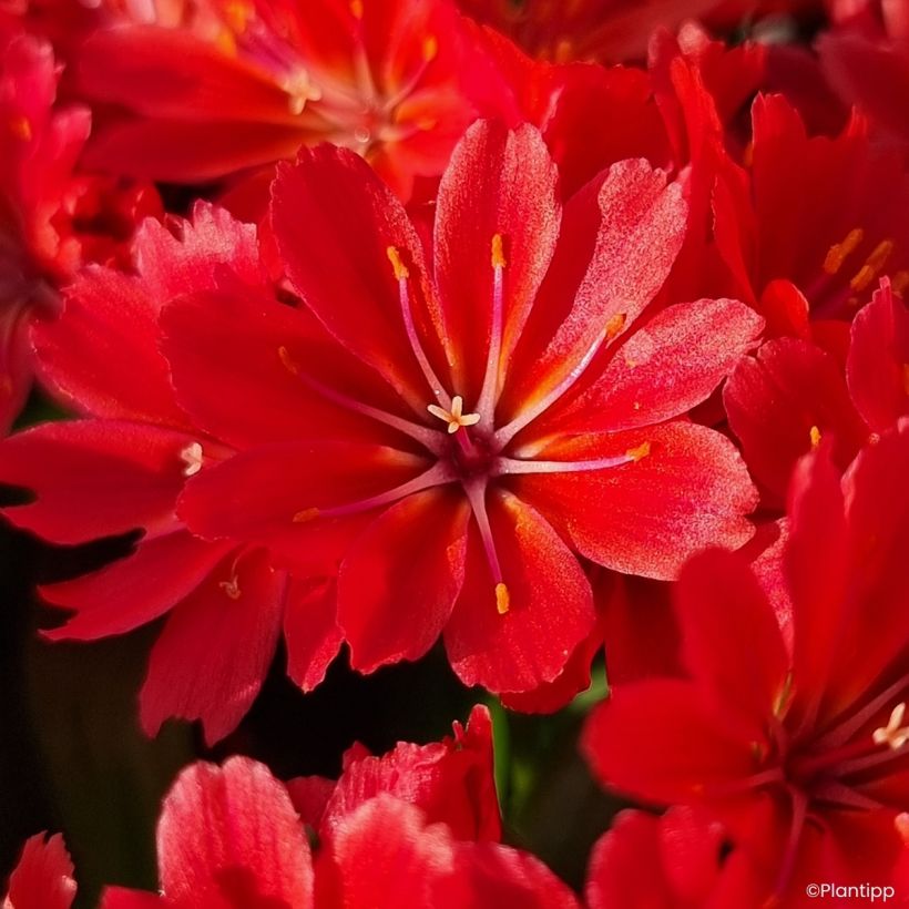 Lewisia Sunset Glow - Bitterwurz, (Blüte)