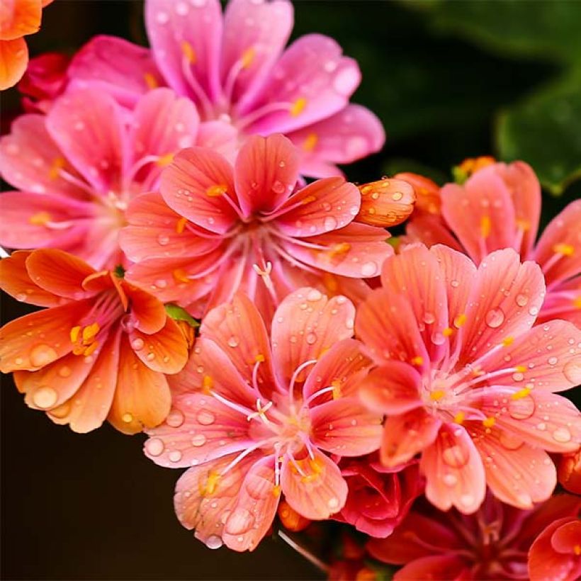 Lewisia cotyledon Mix - Bitterwurz (Flowering)