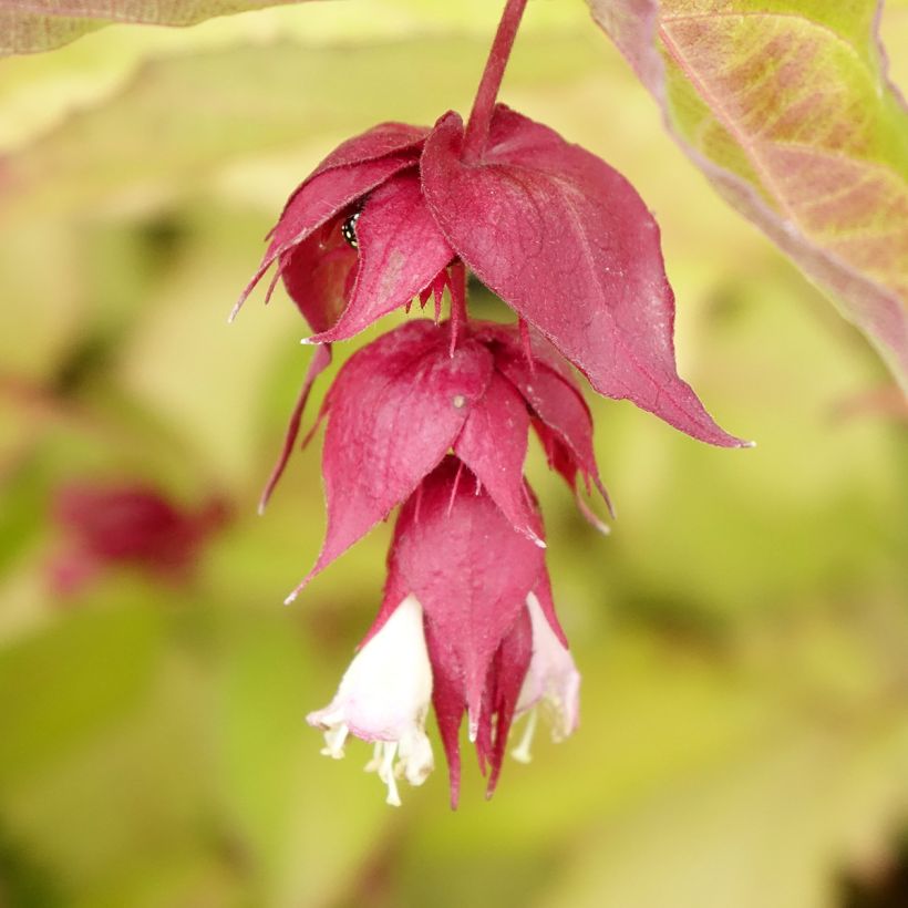 Leycesteria formosa Golden Lanterns - Buntdachblume (Blüte)