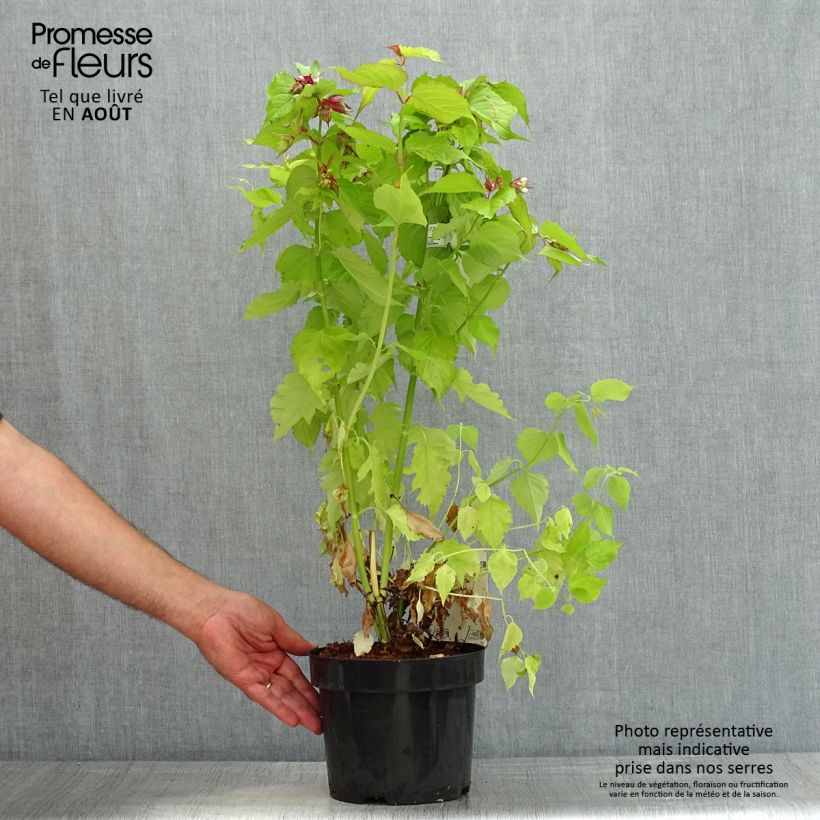 Exemplar von Leycesteria formosa Little Lanterns - Buntdachblume Topf mit 3L/4L wie im Sommer geliefert