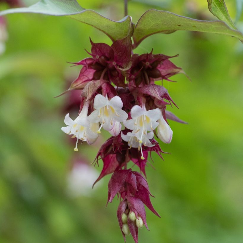 Leycesteria formosa (samen) - Buntdachblume (Blüte)