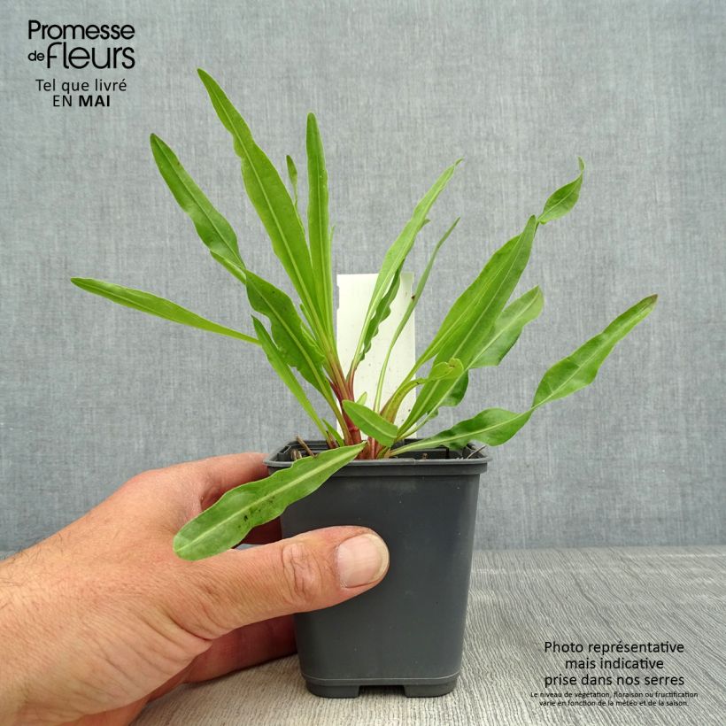 Exemplar von Liatris ligulistylis - Prachtscharte Kleine Töpfe von 8/9 cm wie im Frühjahr geliefert