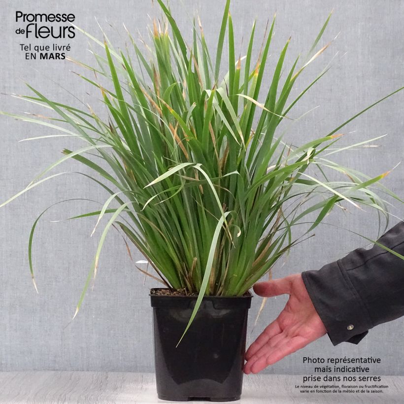 Exemplar von Libertia sessiliflora Caerulescens Topf mit 2L/3L wie im Frühjahr geliefert