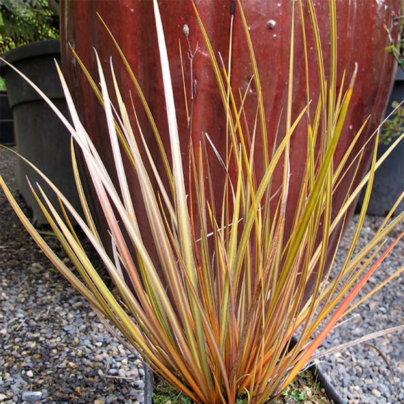 Libertia ixioides Taupo Blaze (Wuchs)