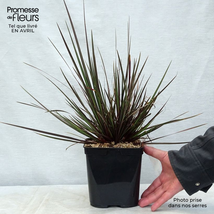 Example of Libertia ixioides Taupo Sunset Topf mit 2L/3L as you get in printemps