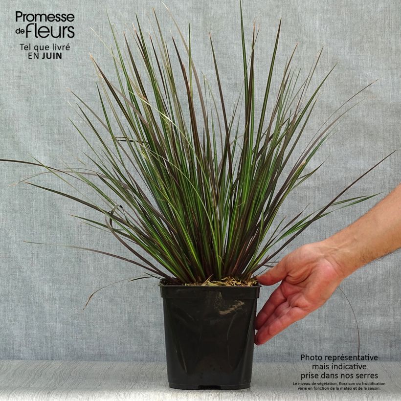 Exemplar von Libertia ixioides Taupo Sunset Topf mit 2L/3L wie im Sommer geliefert