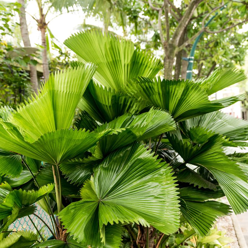 Licuala grandis - Großblättrige Strahlenpalme (Laub)