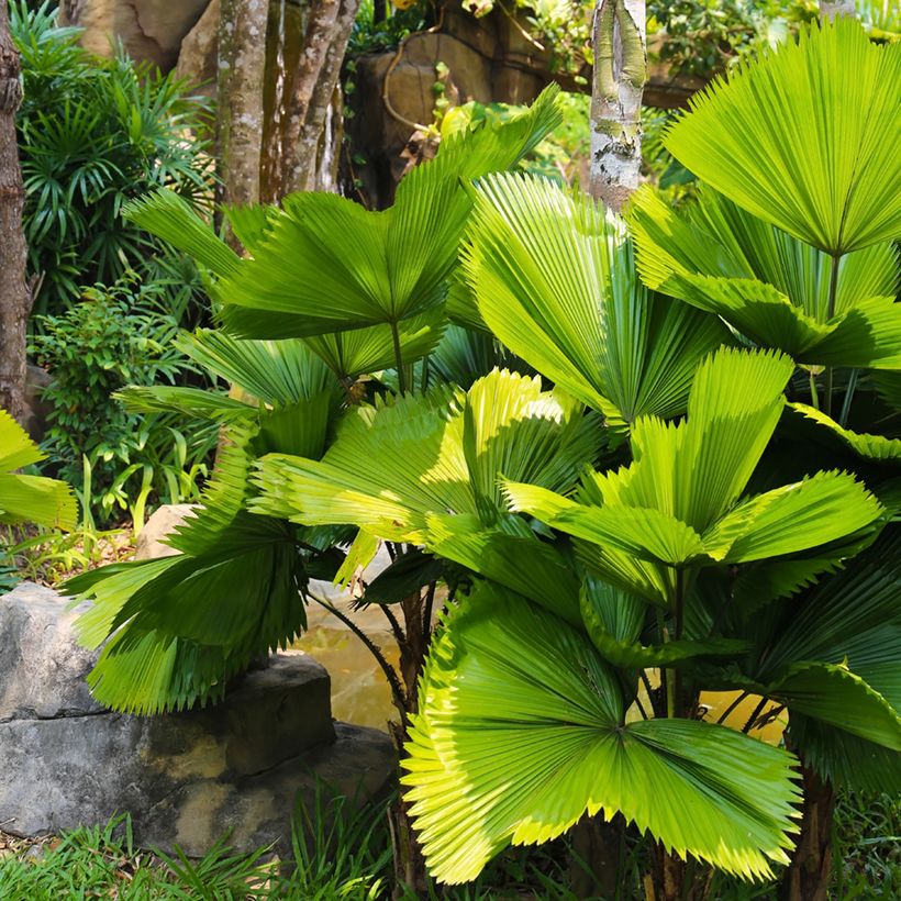 Licuala grandis - Großblättrige Strahlenpalme (Wuchs)