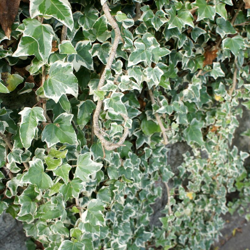 Efeu Eva - Hedera helix (Wuchs)