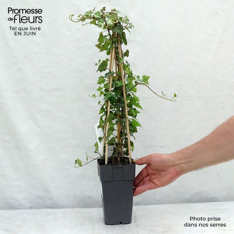 Exemplar von Gemeiner Efeu - Hedera helix Topf mit 2L/3L wie im Sommer geliefert