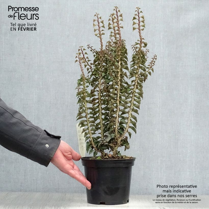 Exemplar von Efeu Erecta - Hedera helix Topf mit 2L/3L wie im Winter geliefert