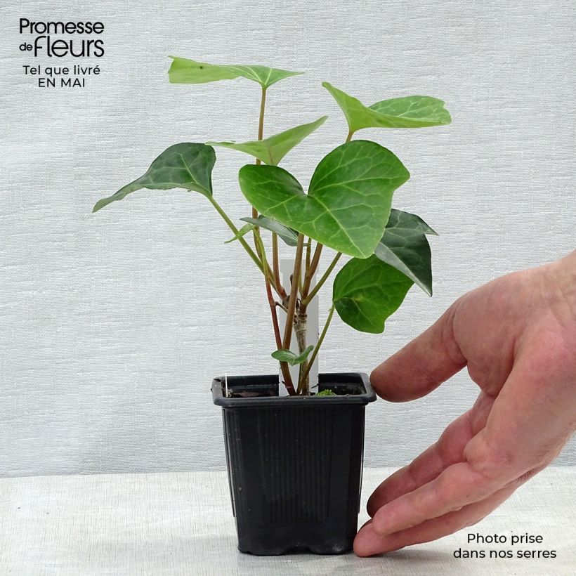 Example of Hedera algeriensis Algerian Bellecour - Algerischer Efeu Kleine Töpfe von 7/8 cm as you get in printemps