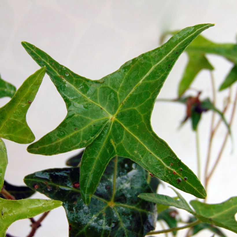 Efeu Sagittifolia - Hedera helix (Foliage)