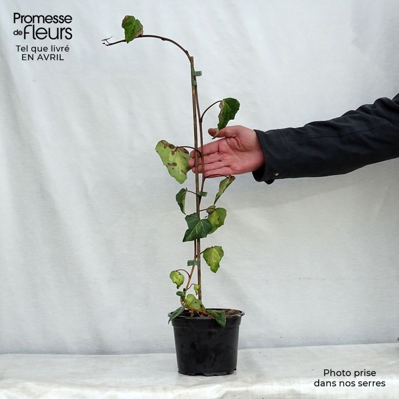 Example of Hedera colchica Sulphur Heart - Kaukasus Efeu Topf mit 1,5L/2L as you get in printemps