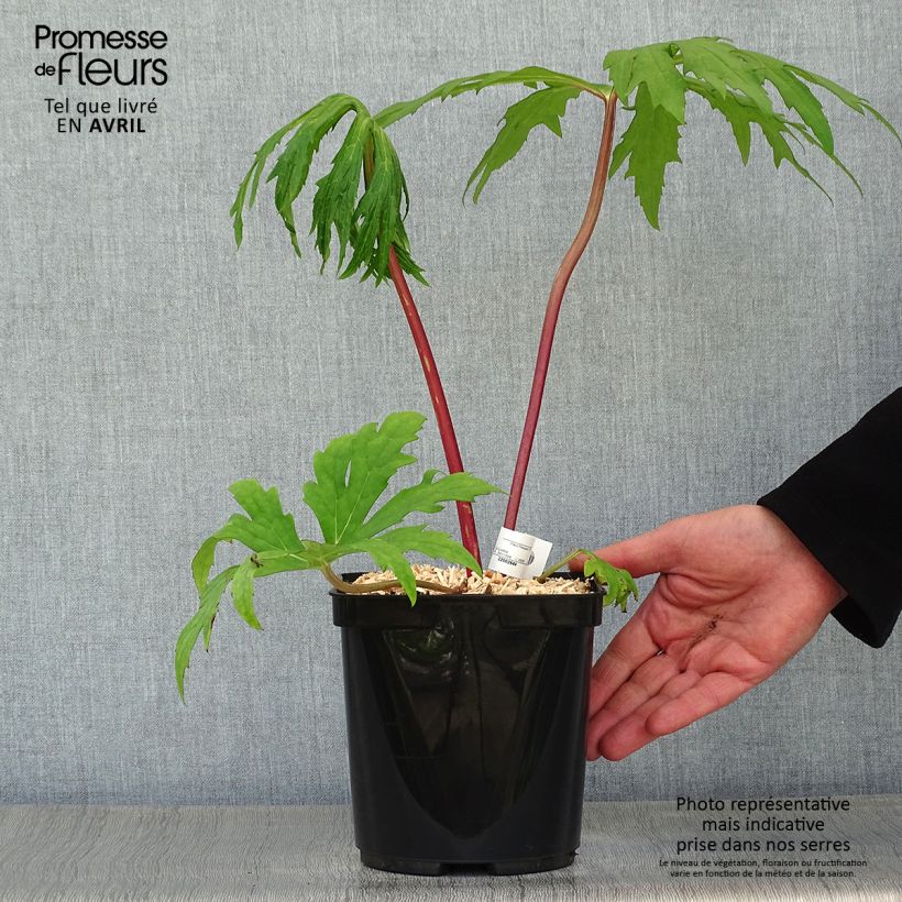 Exemplar von Ligularia japonica Rising Sun BSWJ6293 - Japanischer Strauß-Goldkolben Topf mit 2L/3L wie im Frühjahr geliefert