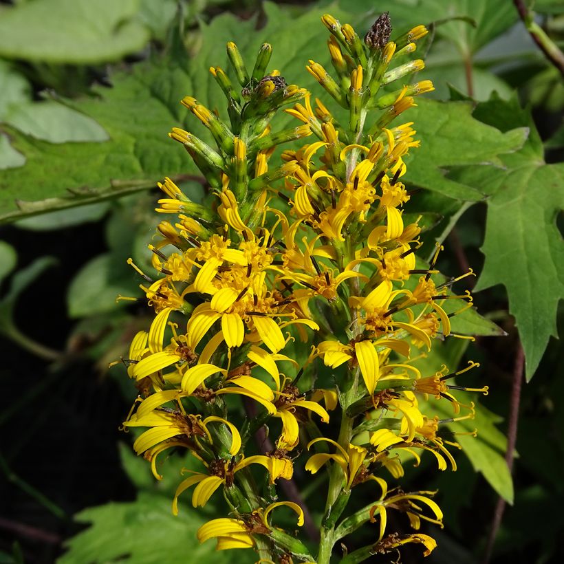 Ligularia przewalskii - Kerzen-Greiskraut (Blüte)