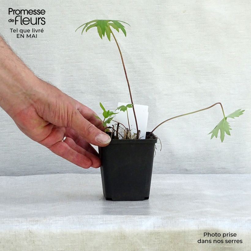 Exemplar von Ligularia przewalskii - Kerzen-Greiskraut Kleine Töpfe von 8/9 cm wie im Frühjahr geliefert